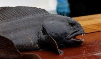 Atlantic wolffish - Anarhichas lupus