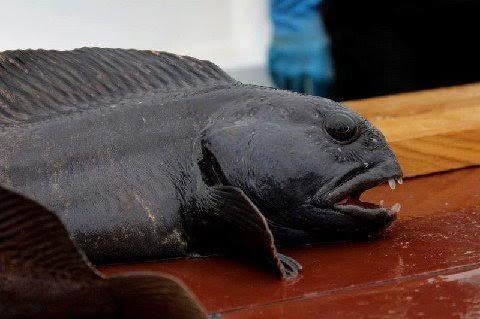 Atlantic wolffish - Anarhichas lupus